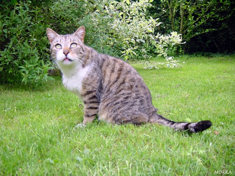 Chat, Valou