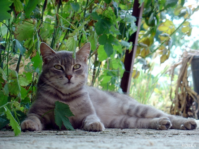 Chat en Ariège