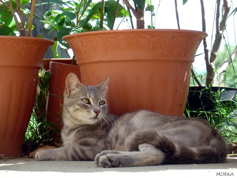 Chat en Ariège