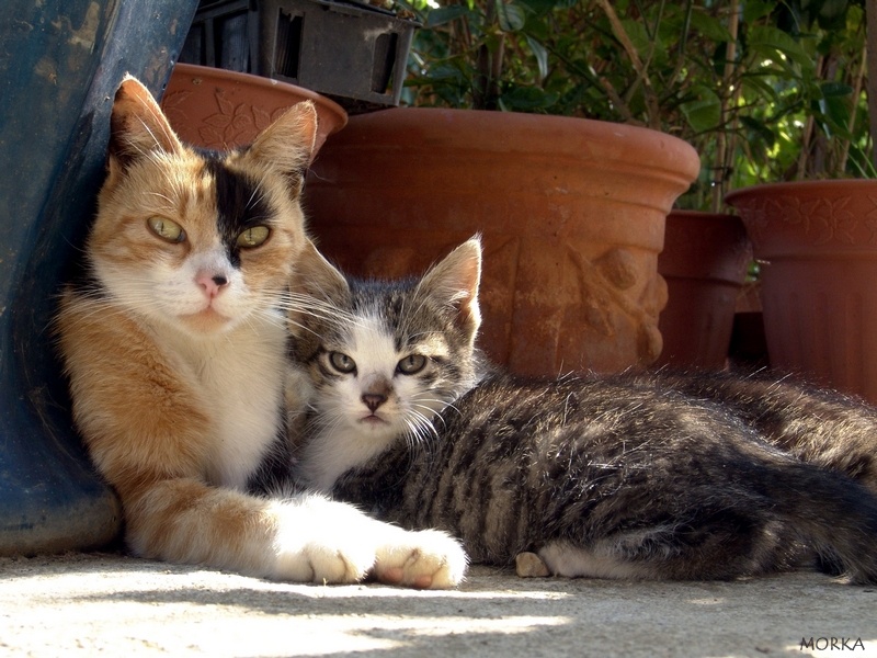 Chaton et sa maman en Ariège