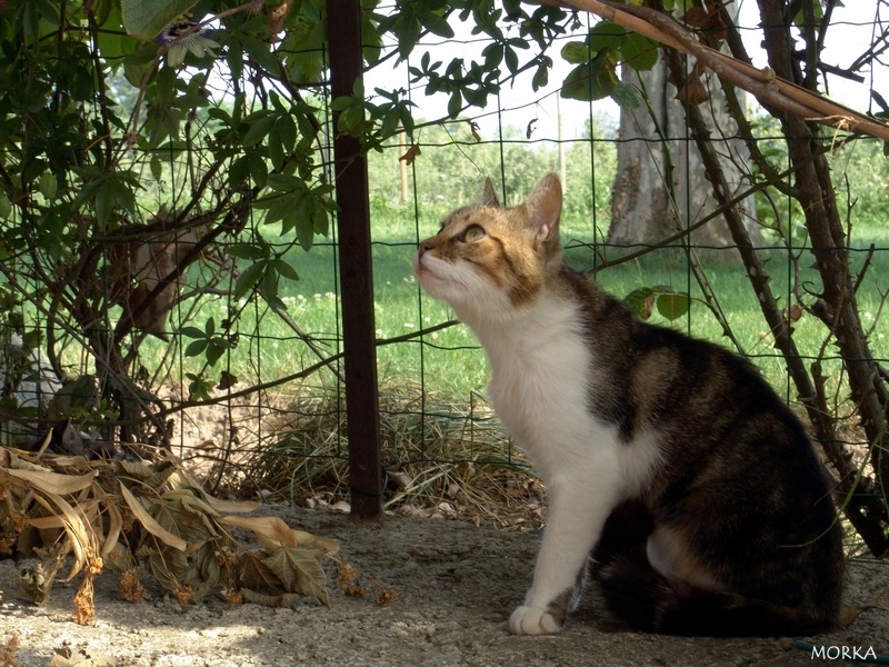 Chat en Ariège