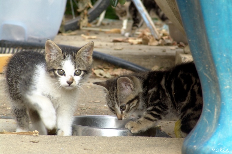 Chatons en Ariège