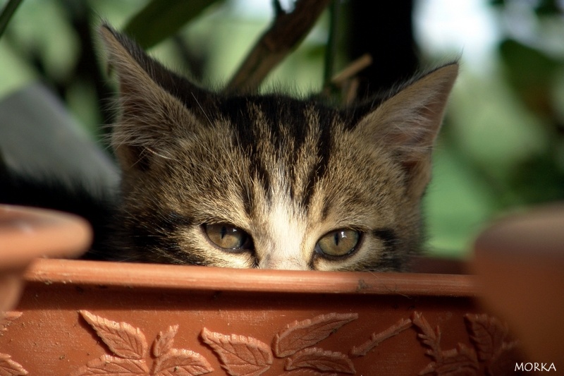 Chaton en Ariège