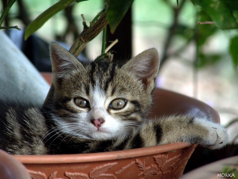 Chaton en Ariège