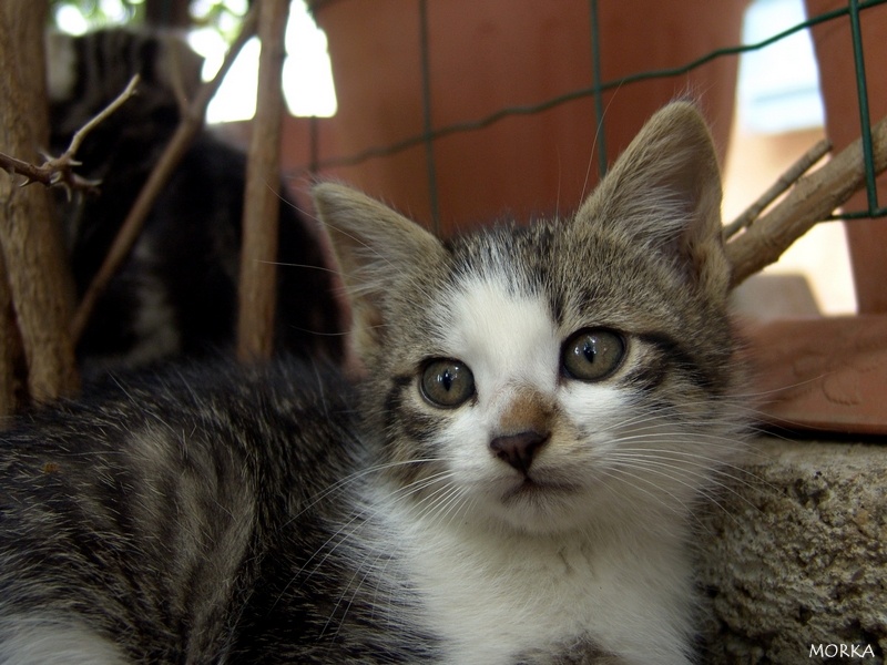 Chaton en Ariège