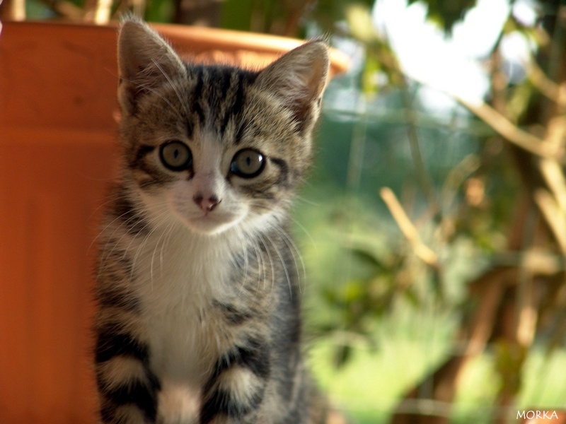 Chaton en Ariège