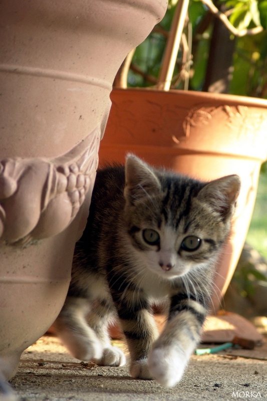 Chaton en Ariège