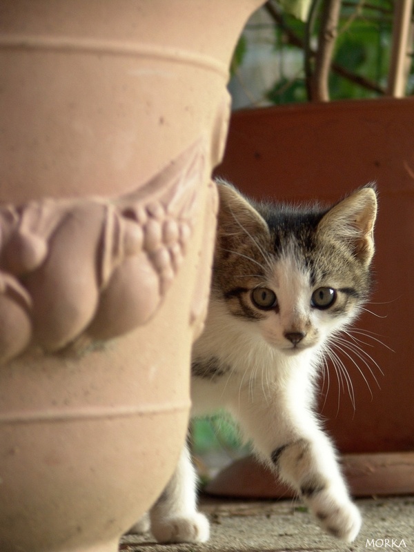 Chaton en Ariège