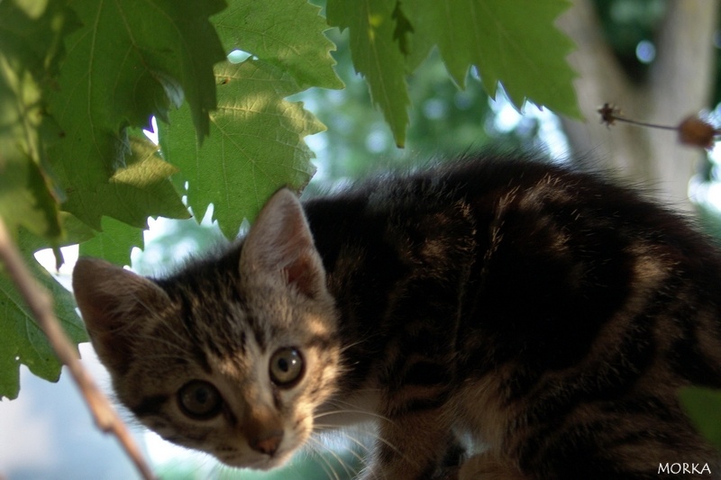 Chaton en Ariège