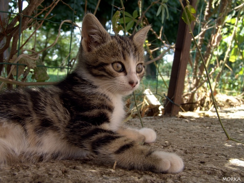 Chaton en Ariège