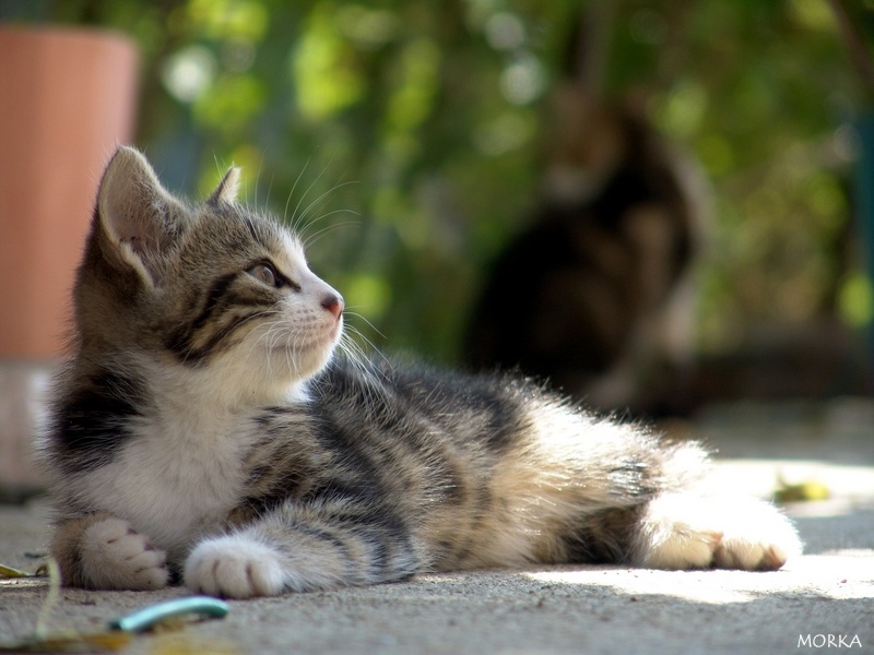 Chaton en Ariège