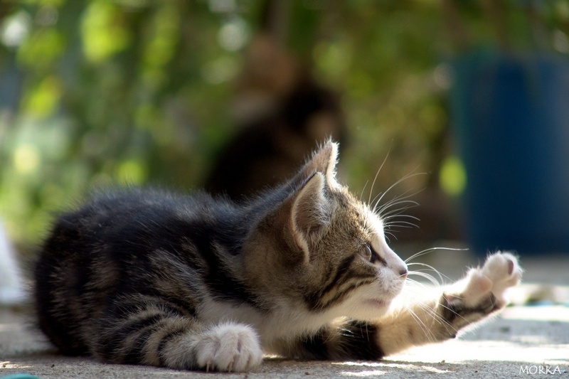 Chaton en Ariège