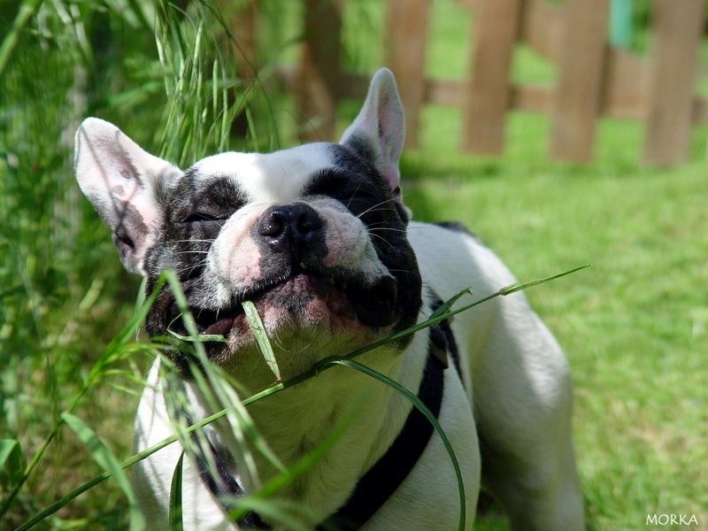 Tim (Bouledogue français)