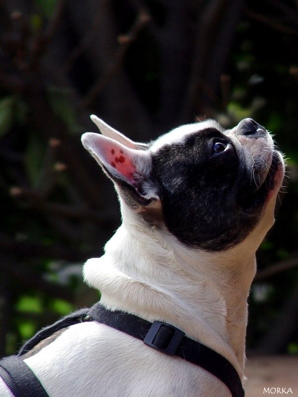 Tim (Bouledogue français)