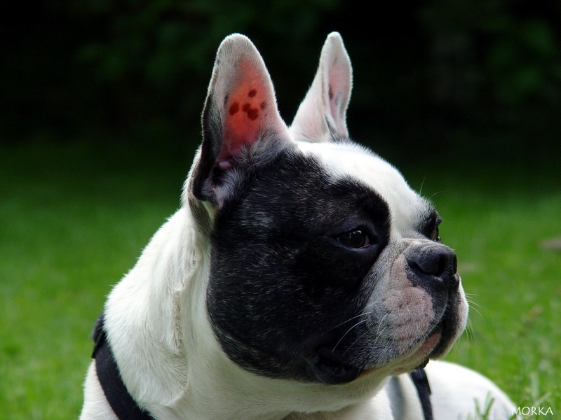 Tim (Bouledogue français)