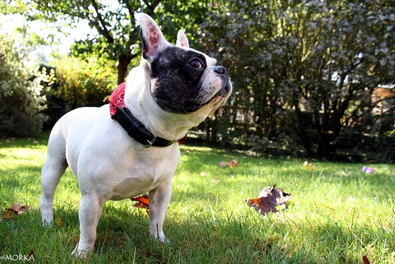 Tim (Bouledogue français)