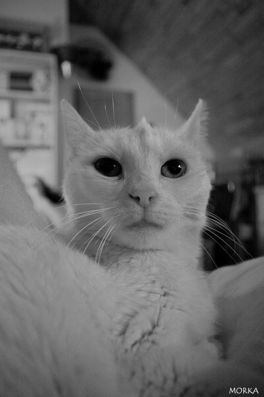 Chat punk noir et blanc