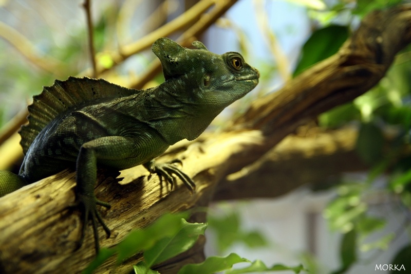 Basilic vert, Ménagerie du Jardin des Plantes de Paris