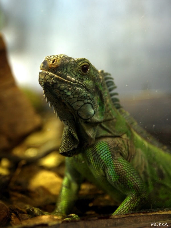 Lézard à collerette, Ménagerie du Jardin des Plantes de Paris