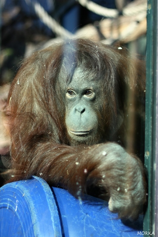 Orang outan, Ménagerie du Jardin des Plantes de Paris