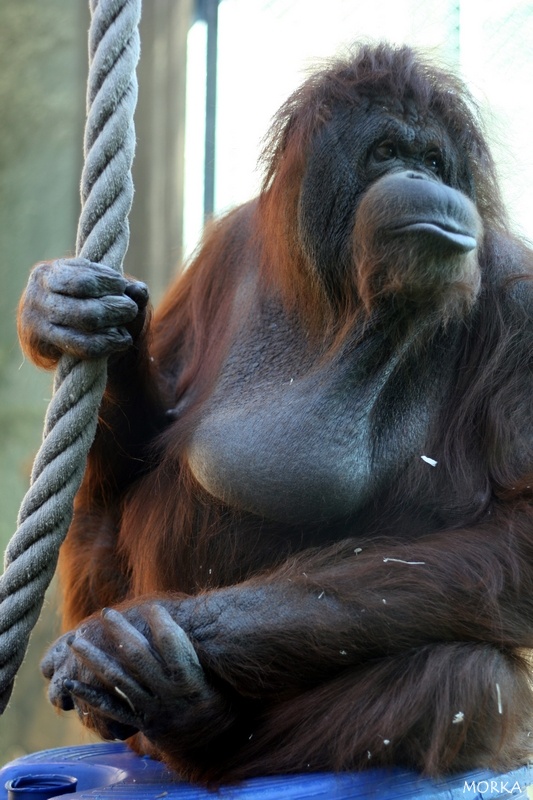 Orang outan, Ménagerie du Jardin des Plantes de Paris