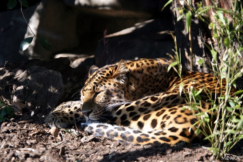 Panthère, Ménagerie du Jardin des Plantes de Paris