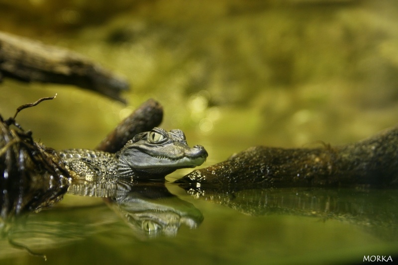 Petit reptile, Ménagerie du Jardin des Plantes de Paris