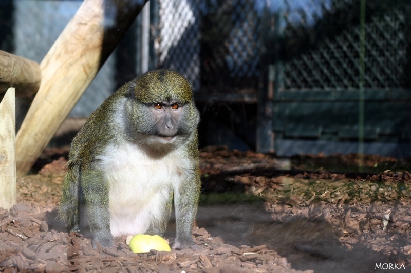 Singe, Ménagerie du Jardin des Plantes de Paris