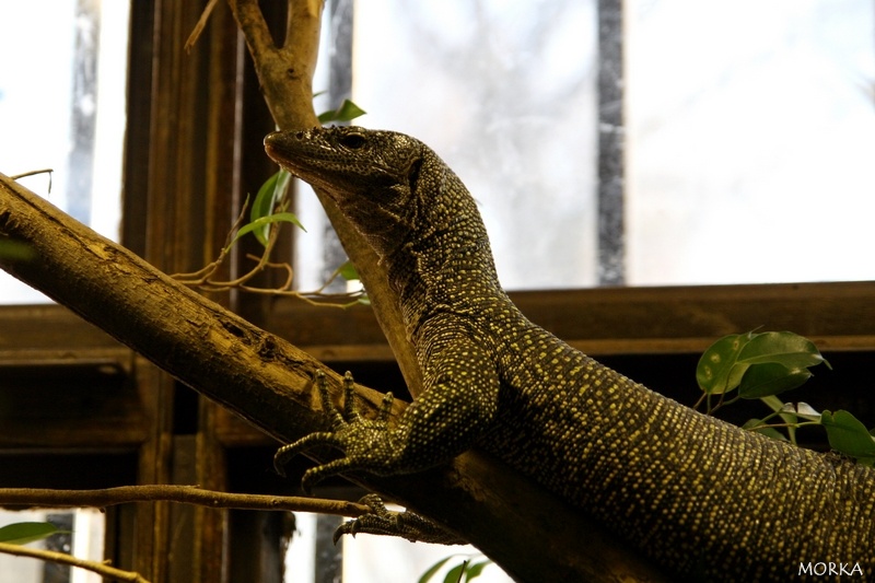 Varan des palétuviers, Ménagerie du Jardin des Plantes de Paris