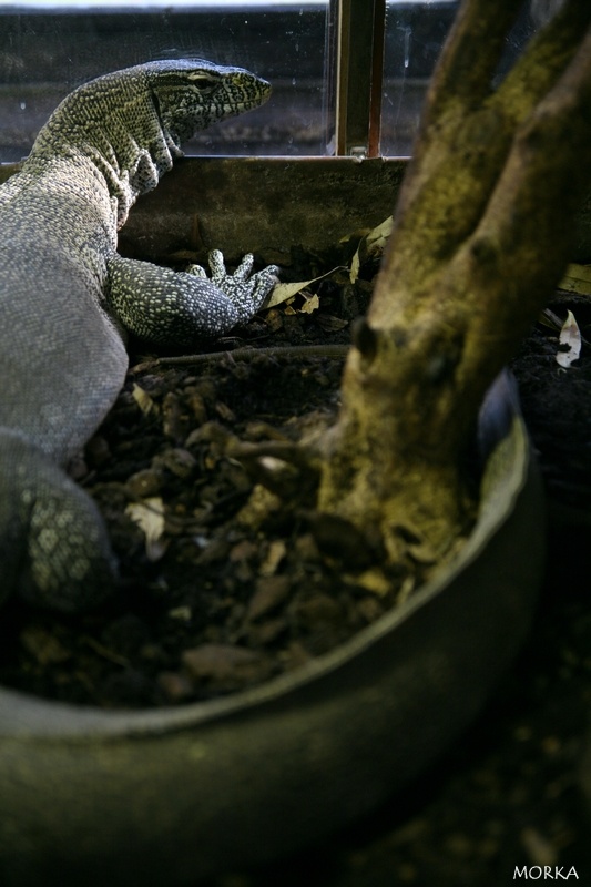 Varan des palétuviers, Ménagerie du Jardin des Plantes de Paris