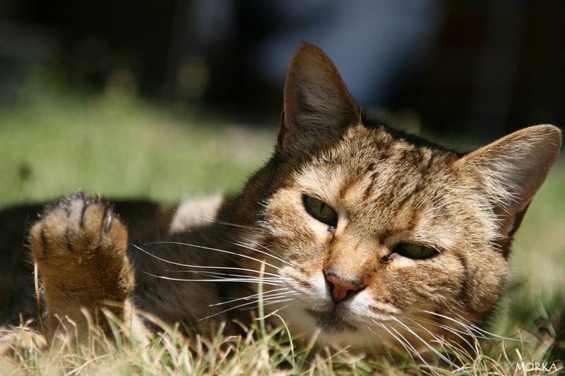 Chat à Capbreton