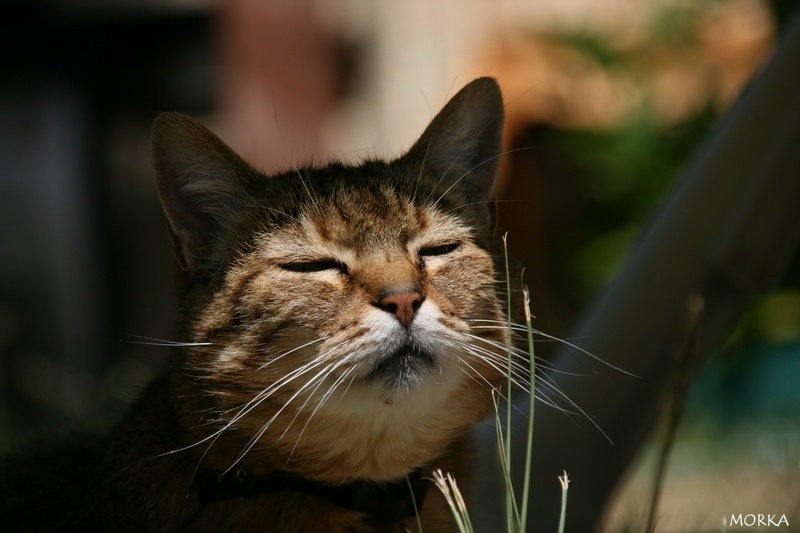 Chat à Capbreton