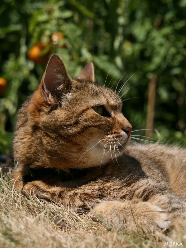 Chat à Capbreton