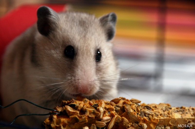 Punkie (Hamster)