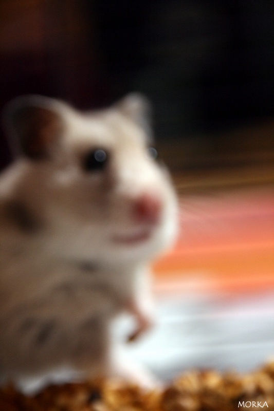 Punkie (Hamster)