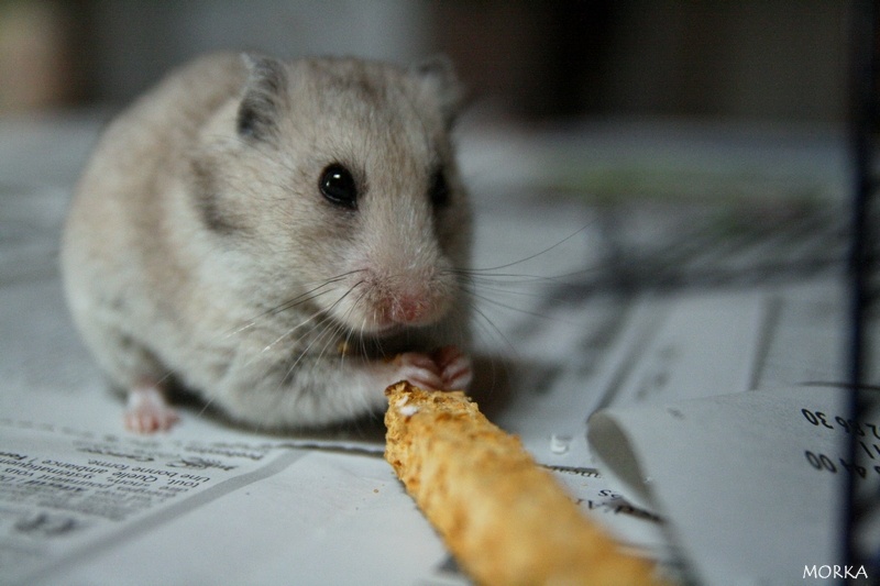 Punkie (Hamster)