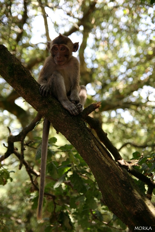 Pinède des singes, Labenne