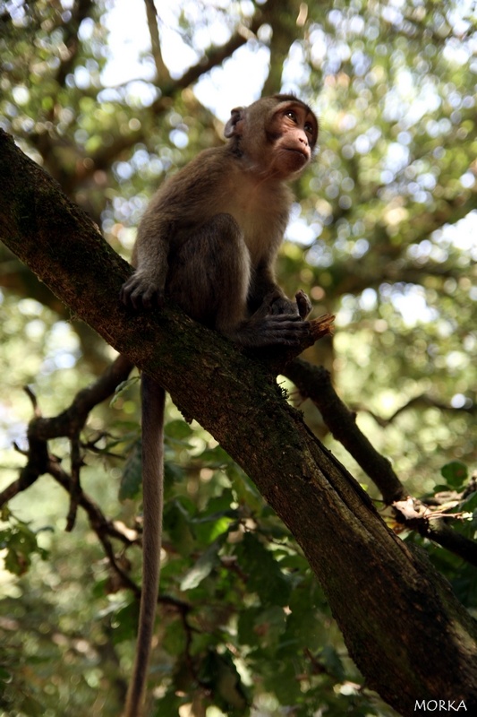 Pinède des singes, Labenne