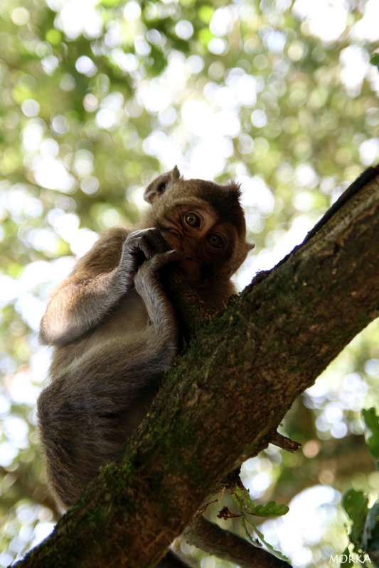 Pinède des singes, Labenne