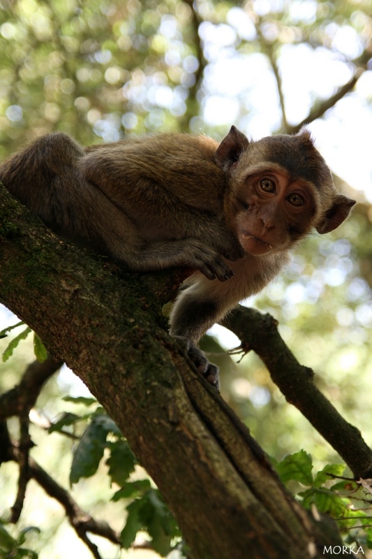 Pinède des singes, Labenne