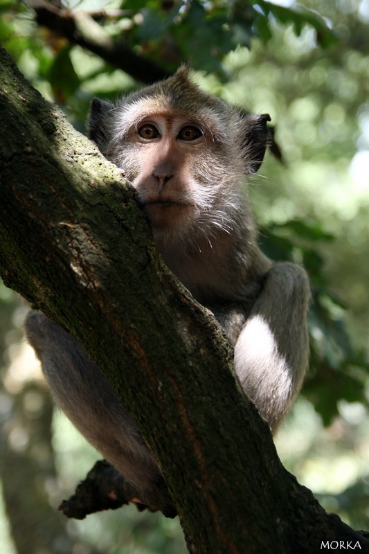 Pinède des singes, Labenne