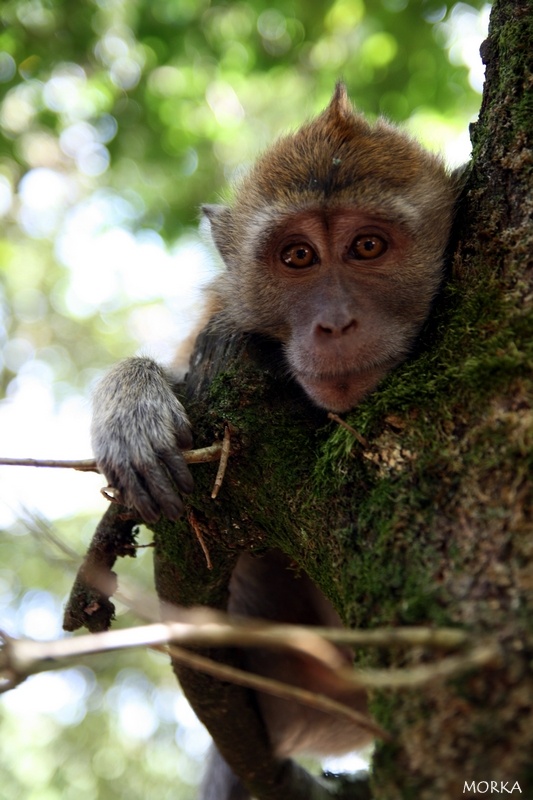 Pinède des singes, Labenne