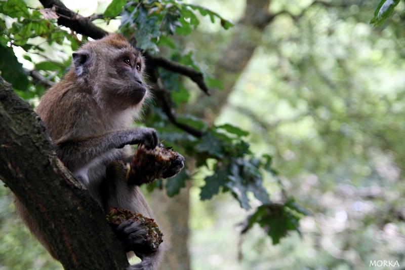 Pinède des singes, Labenne