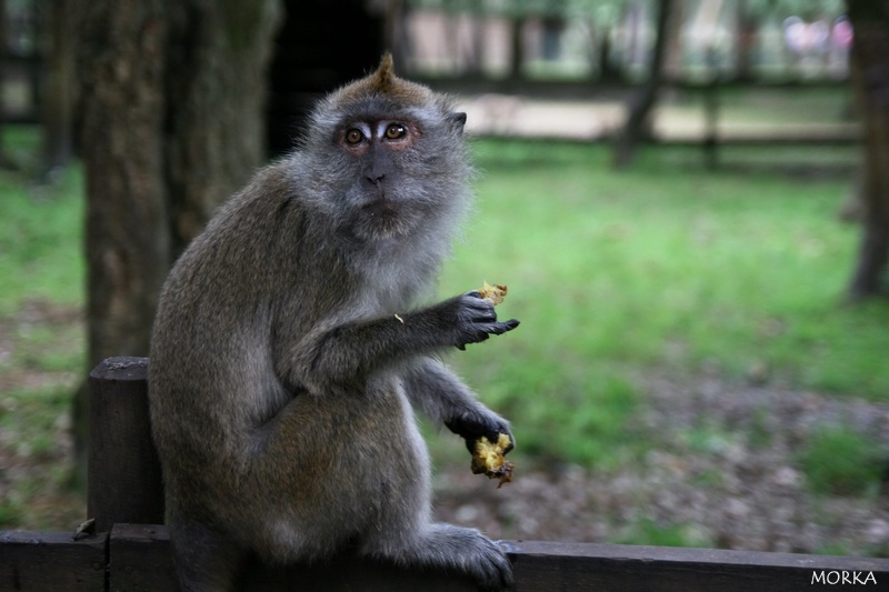 Pinède des singes, Labenne