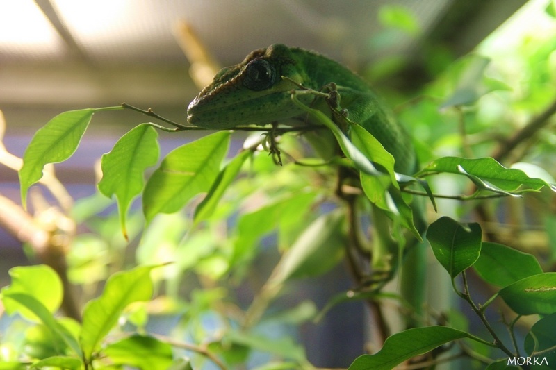 Anolis chevalier, Ménagerie du Jardin des Plantes de Paris