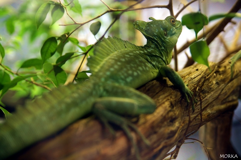 Basilic vert, Ménagerie du Jardin des Plantes de Paris