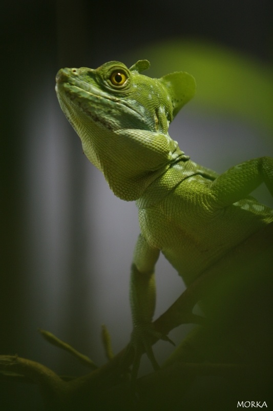 Basilic vert, Ménagerie du Jardin des Plantes de Paris