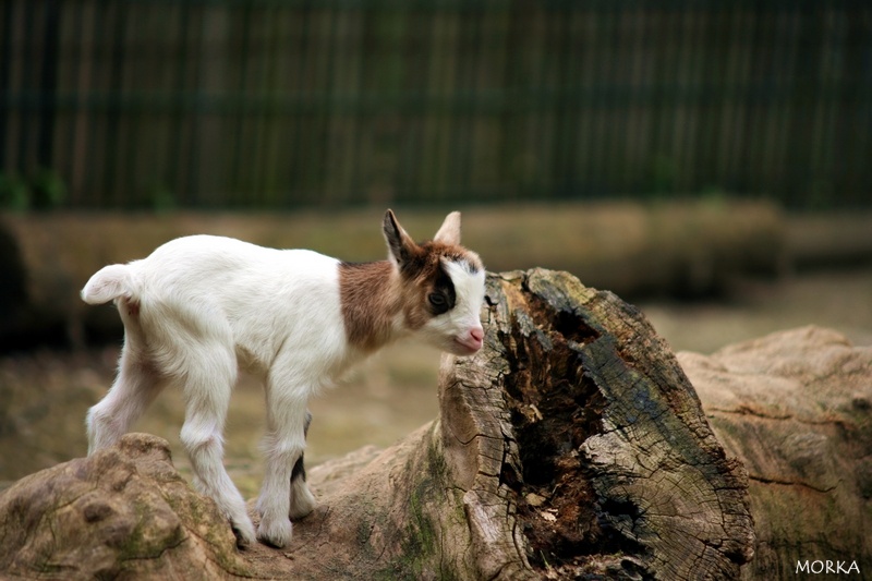 Biquette, Ménagerie du Jardin des Plantes de Paris