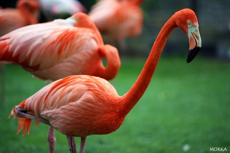 Flamant rose, Ménagerie du Jardin des Plantes de Paris