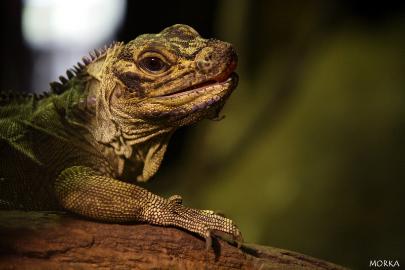 Lézard à collerette, Ménagerie du Jardin des Plantes de Paris